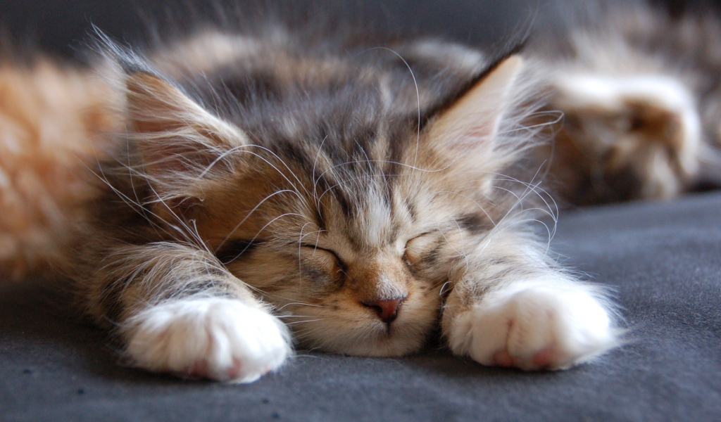 Малыш мейн-кун сладко заснул