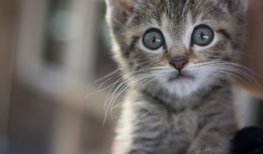 Малыш мейн-кун с испуганным взглядом