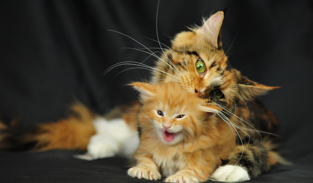 Малыш мейн-кун с мамой