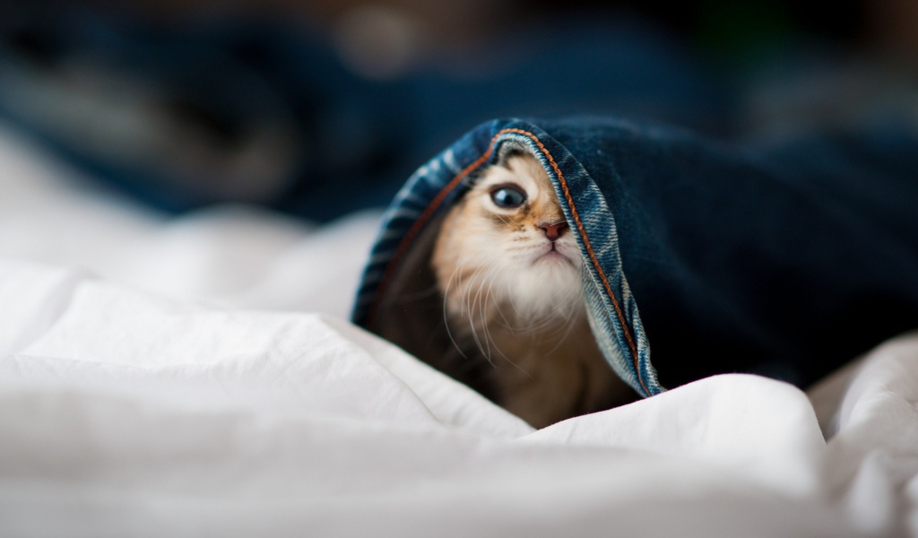 Малыш кот залез в штаны