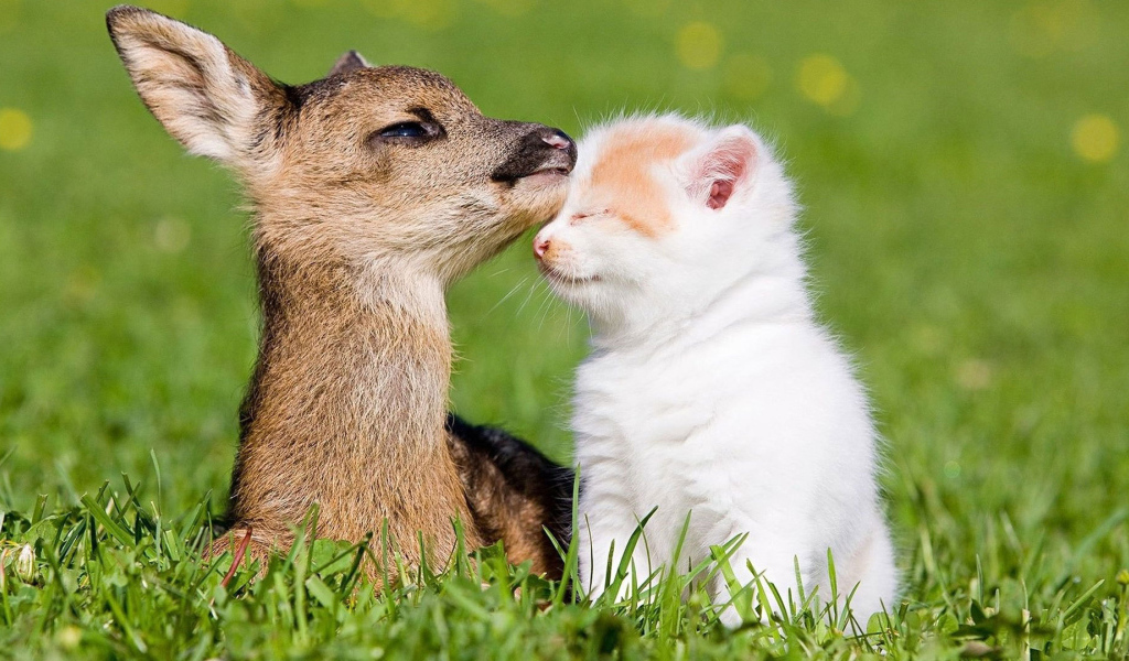 Котёнок и оленёнок