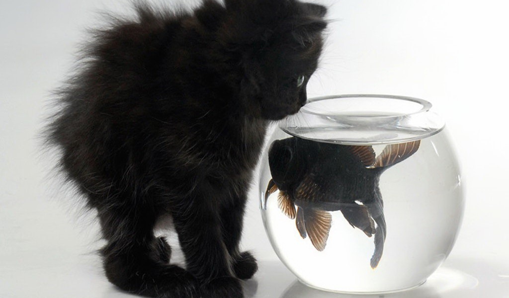 Котенок и рыба