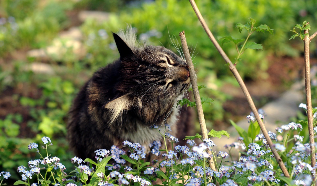 Котенок в цветах