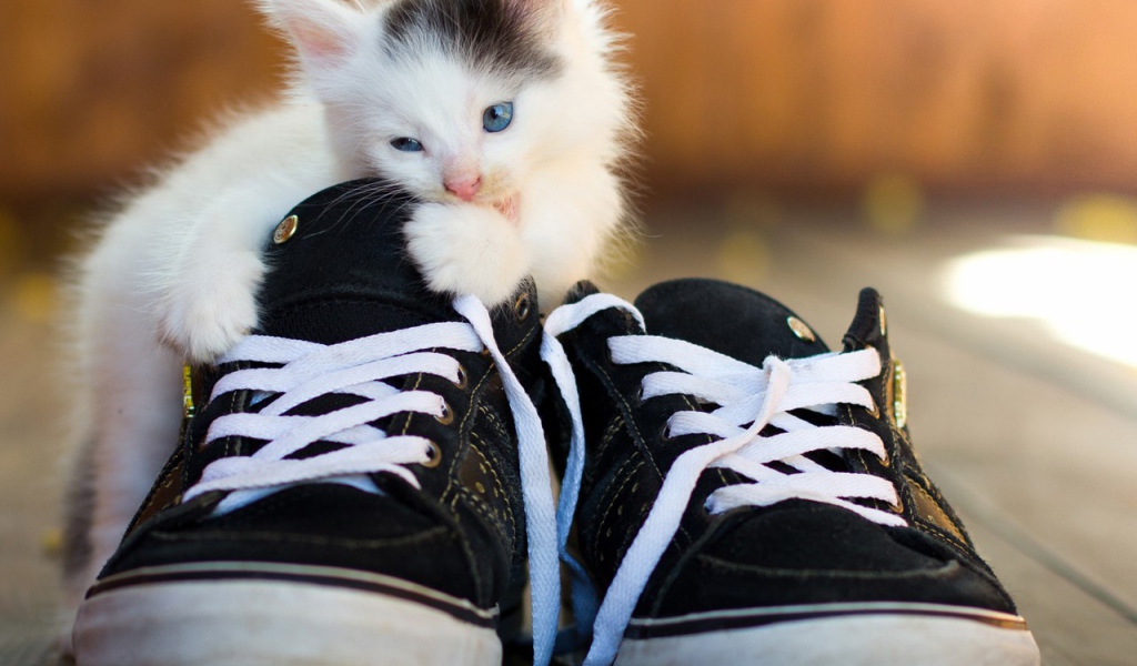 Котенок грызет кеды