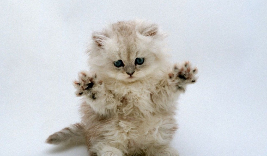 Котенок готовится к прыжку