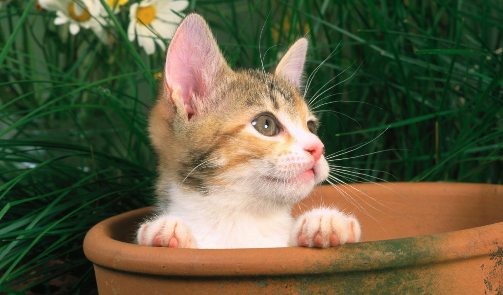 Котенок выглядывает из горшка