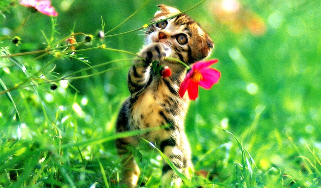 Котенок играет цветами