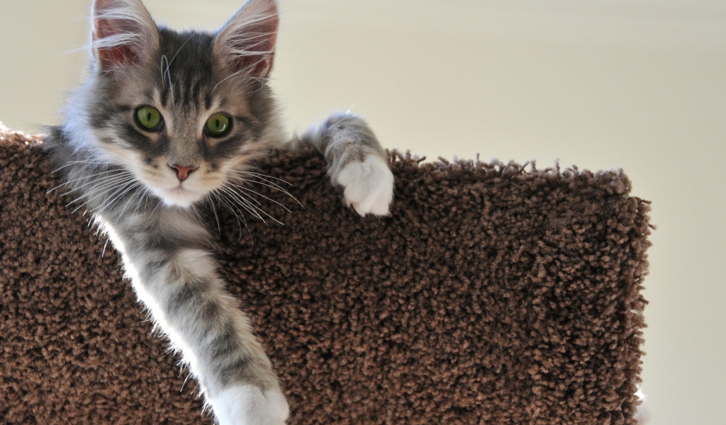 Котенок свесил лапу