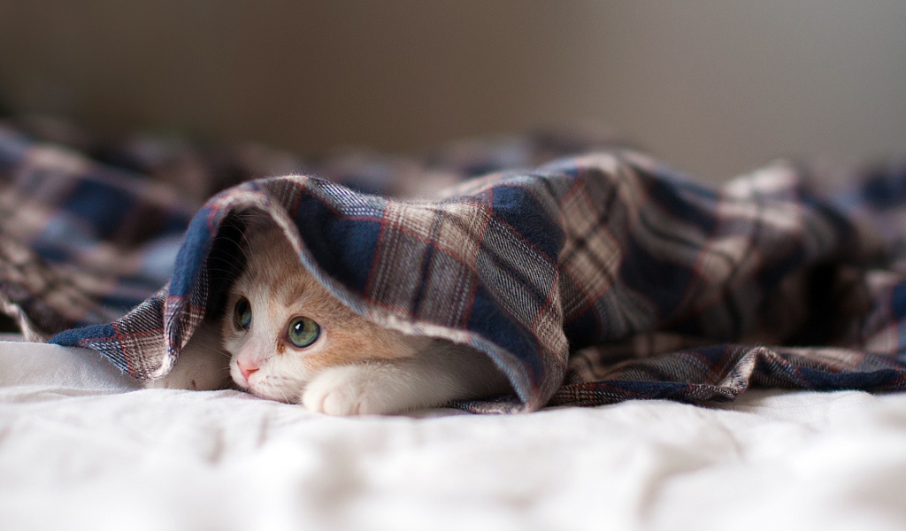 Котенок под пледом
