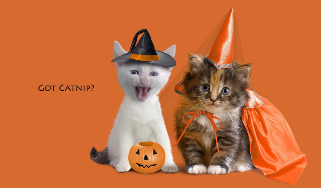 Котята в праздничных костюмах