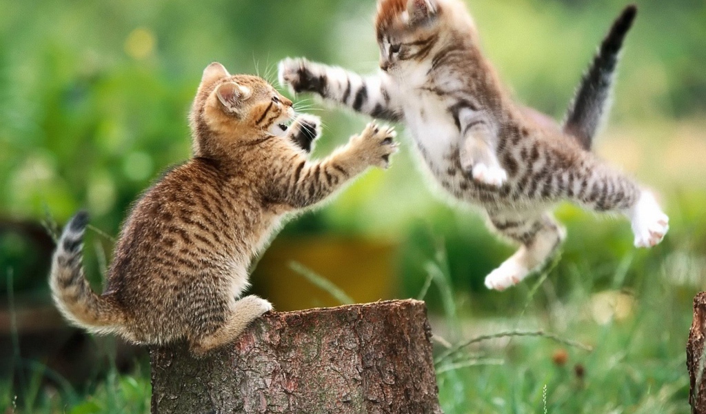 Котенок в прыжке