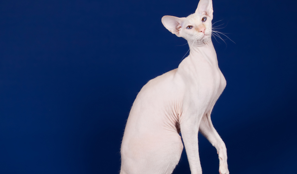 Крупный кот сфинкс на синем фоне