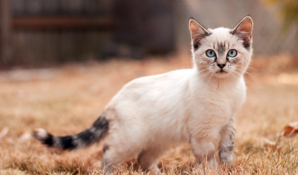 Маленький сиамский кот на засохшей траве