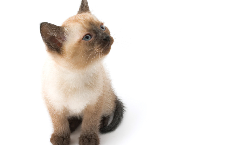 Маленький симпатичный сиамский кот позирует