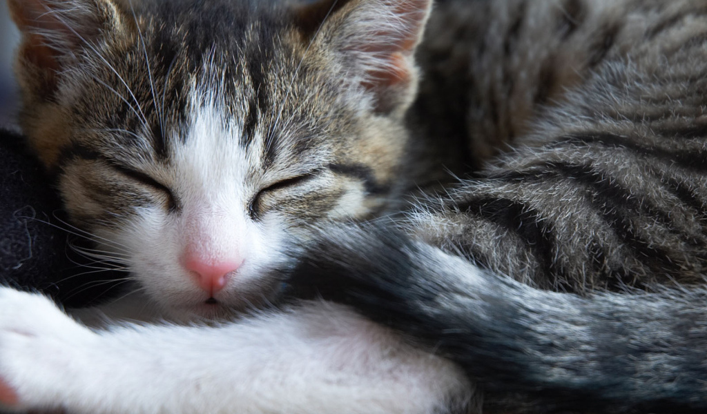 Маленький симпатичный спящий кот