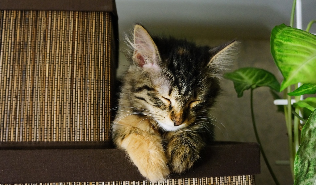 Маленький красивый кот устал