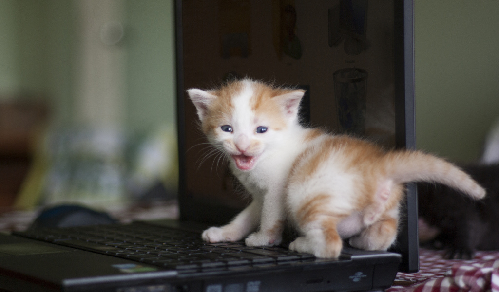 Маленький рыжий кот на лэптопе