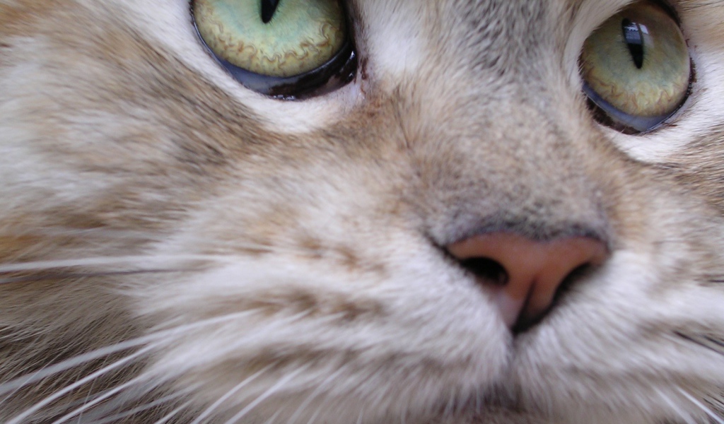 Мейн-кун кот крупным планом