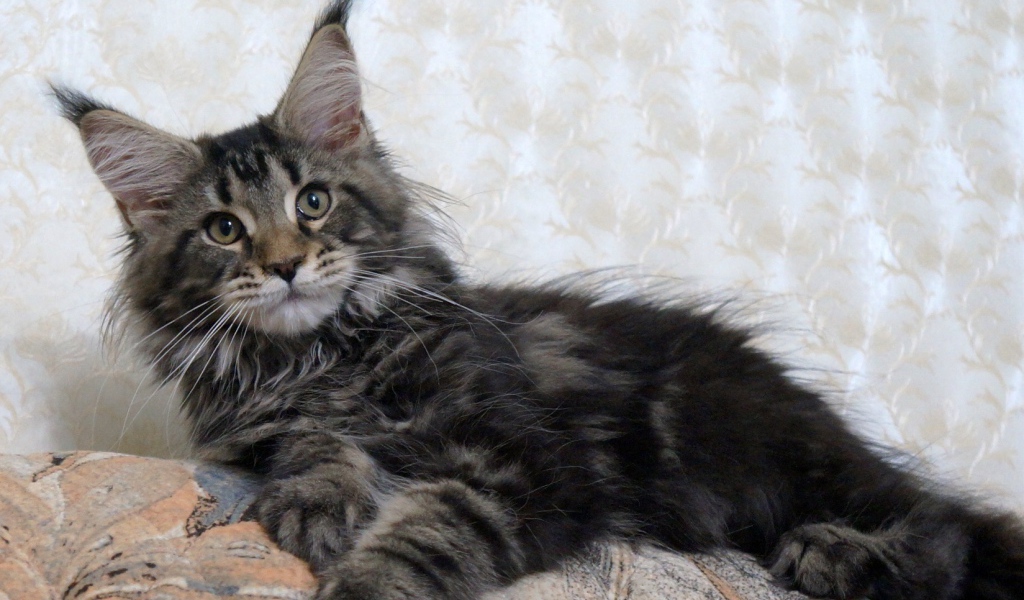 Кот мейн-кун лежит на диване