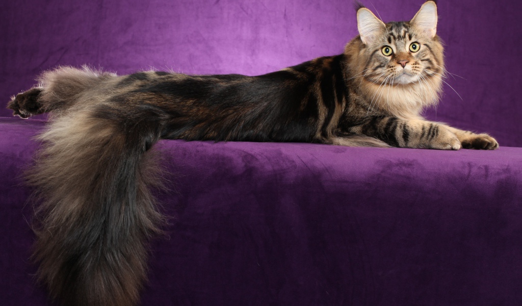 Кот мейн-кун позирует на фиолетовом фоне