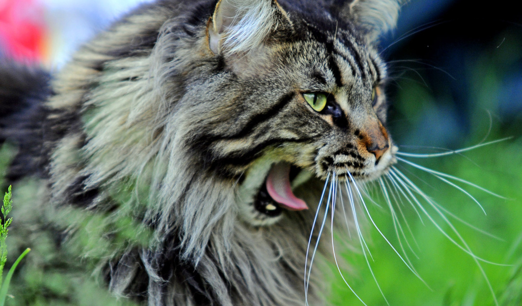 Кот мейн-кун хочет спать
