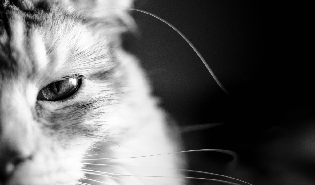 Кот мейн-кун на чёрном фоне