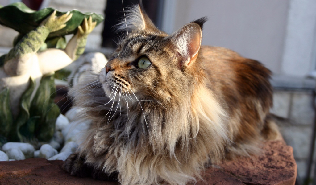 Кот мейн-кун с зелёными глазами кого-то увидел