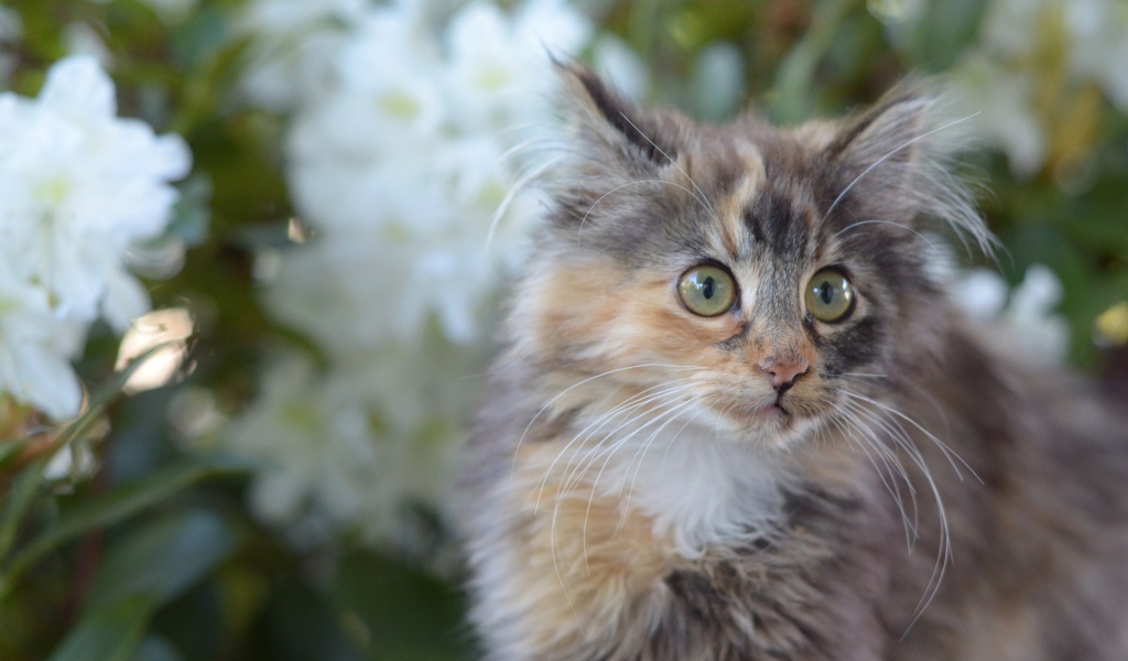 Мартовский кот