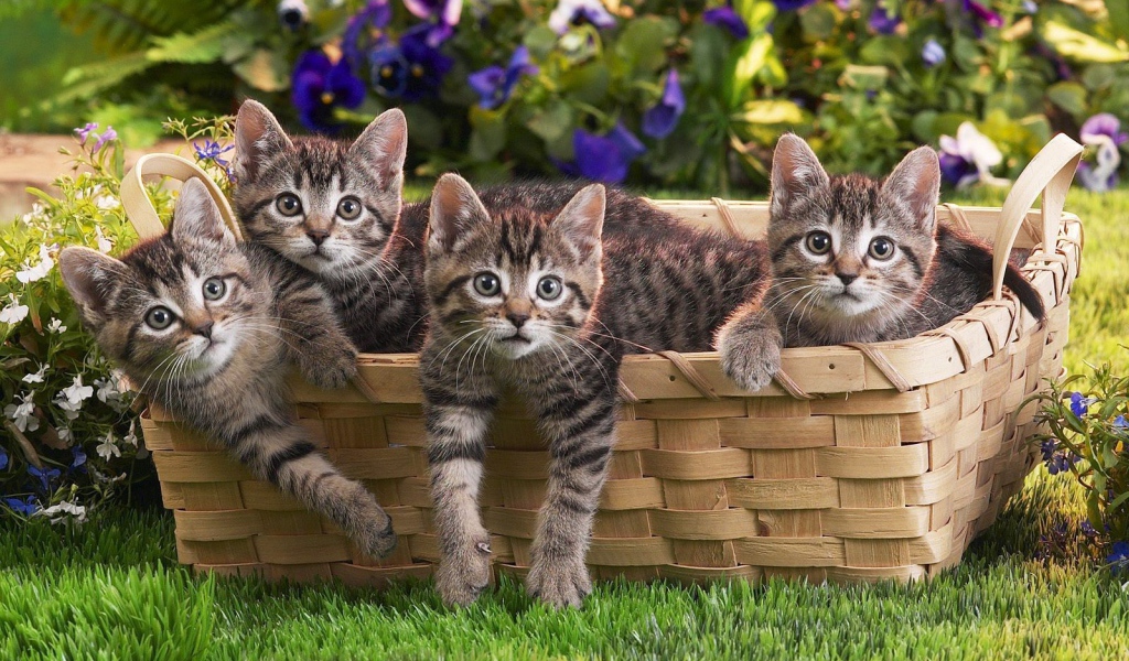 Веселая семейка котят