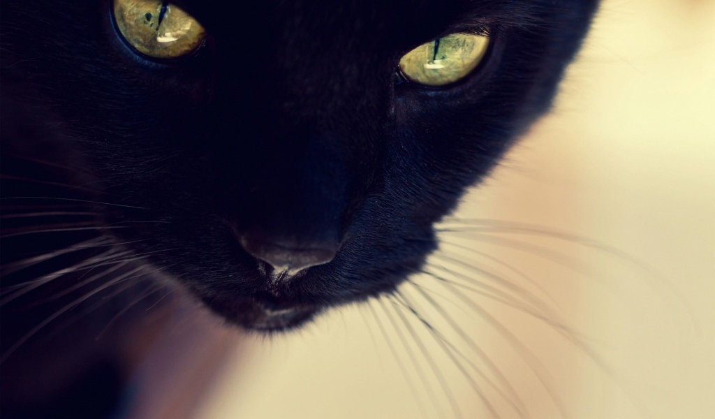 Усатый чёрный кот крупным планом