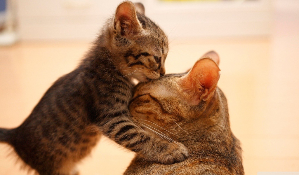 Моя любимая мама кошка