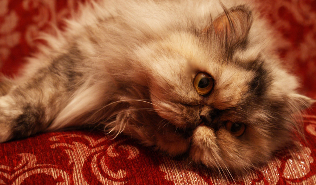 Персидский кот отдыхает