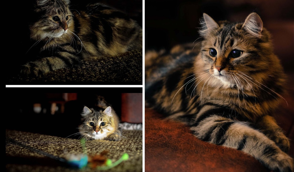 Фотоколлаж сибирского кота