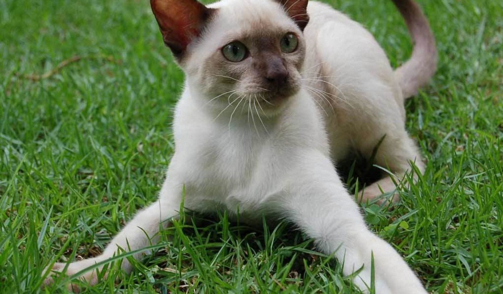 Игривый сиамский кот на траве