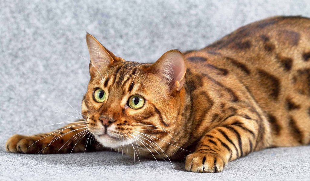 Игривый взрослый бенгальский кот