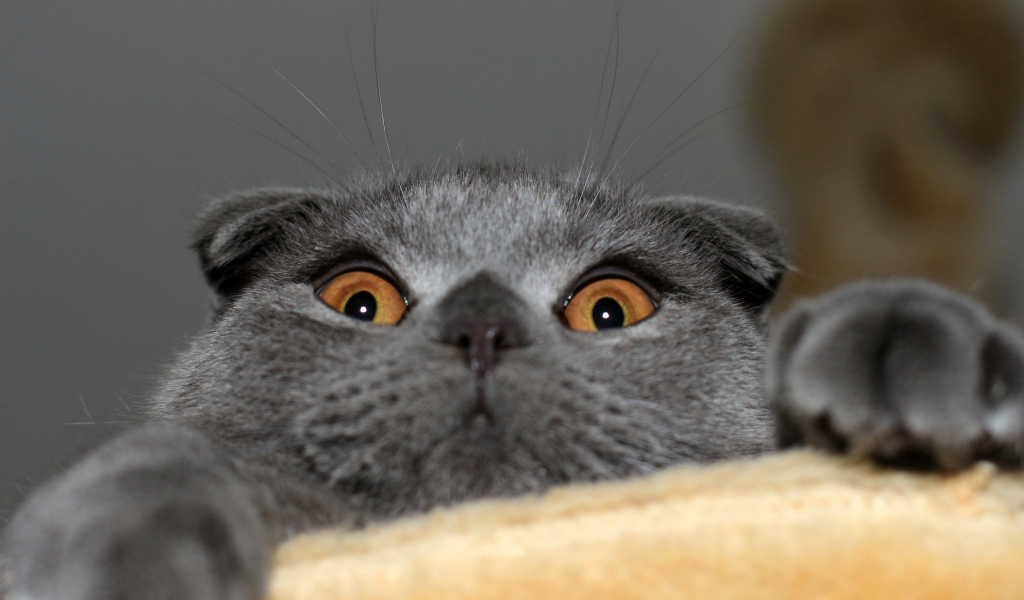 Игривый серый шотландский вислоухий кот