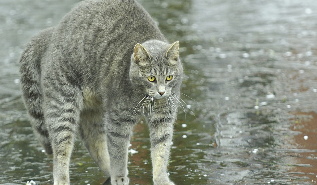 Игривый серый кот под дождём