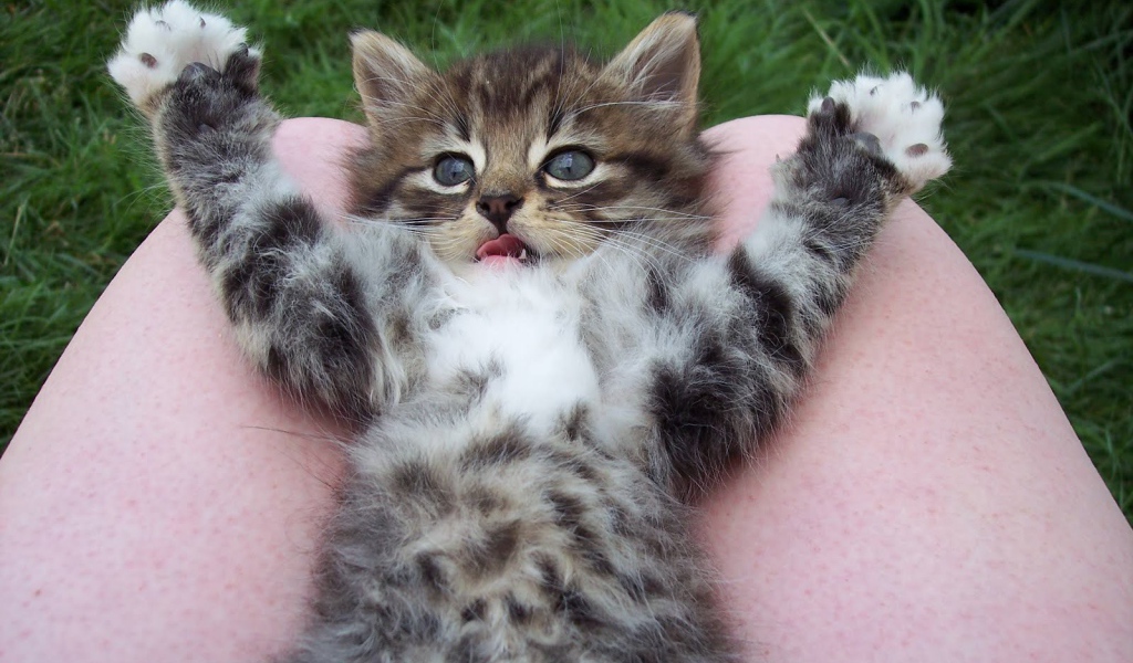 Игривый маленький кот на коленях