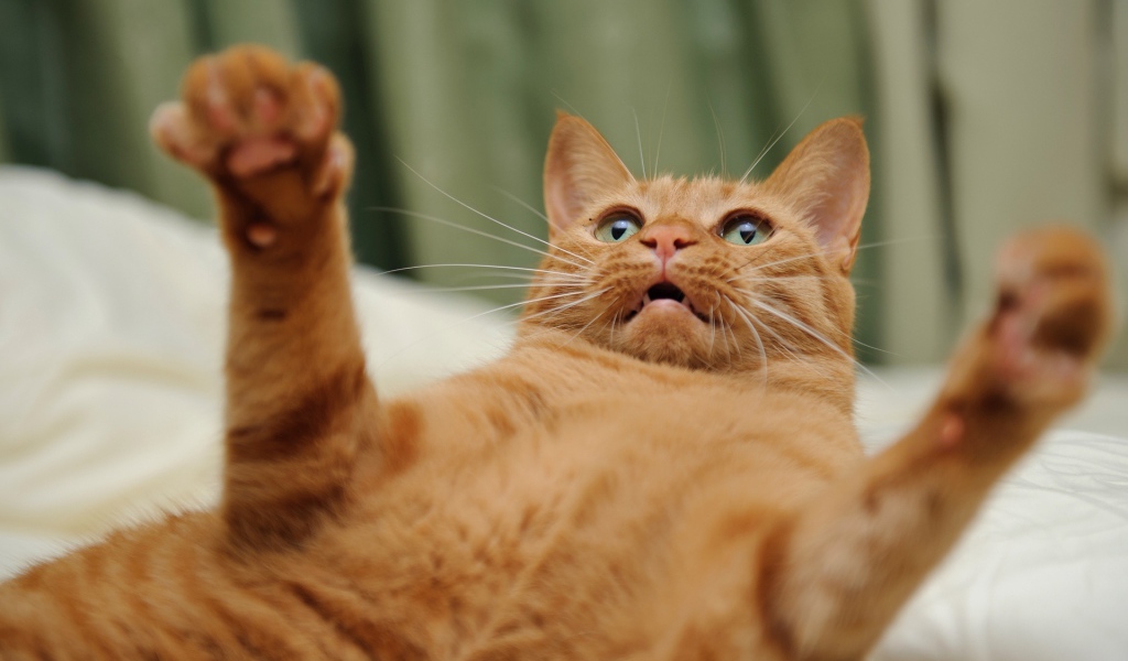 Игривый рыжий кот