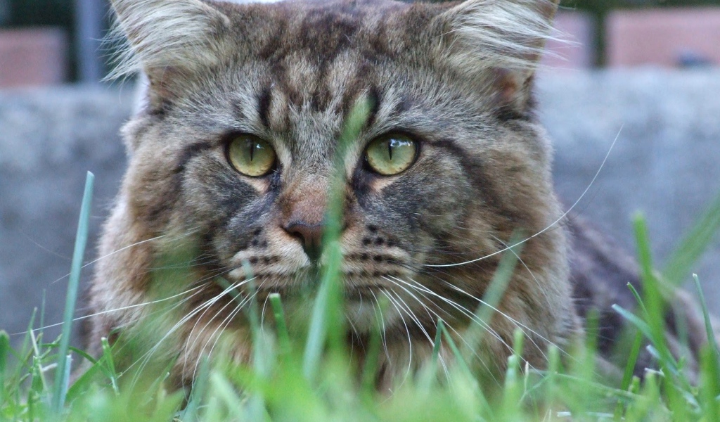 Упитанный кот мейн-кун