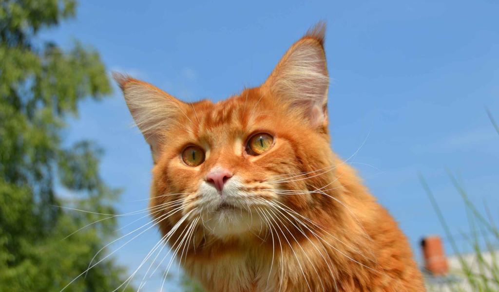 Рыжий кот мейн-кун на природе