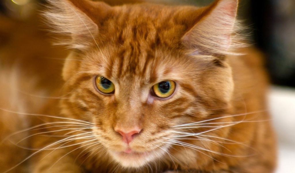 Рыжий кот мейн-кун крупным планом