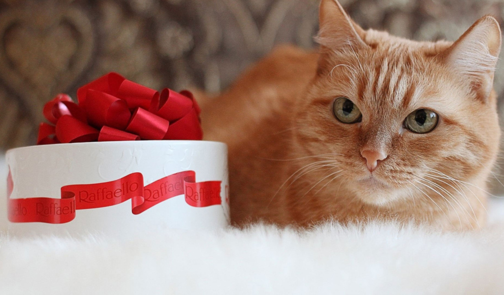 Рыжий кот и рафаэлло