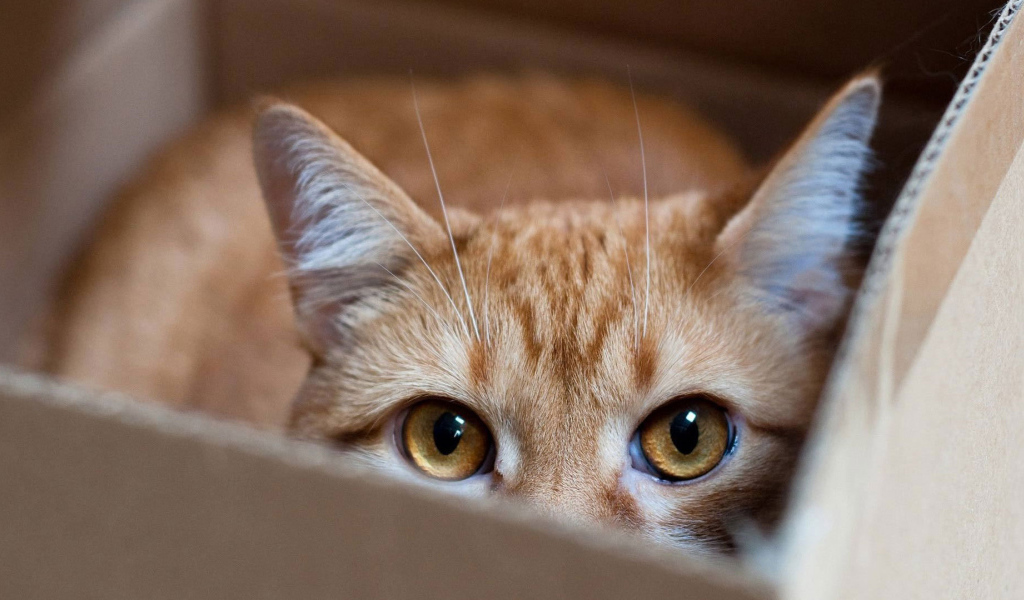 Рыжий кот прячется в коробке