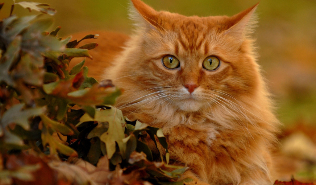 Рыжий кот в осенних листьях