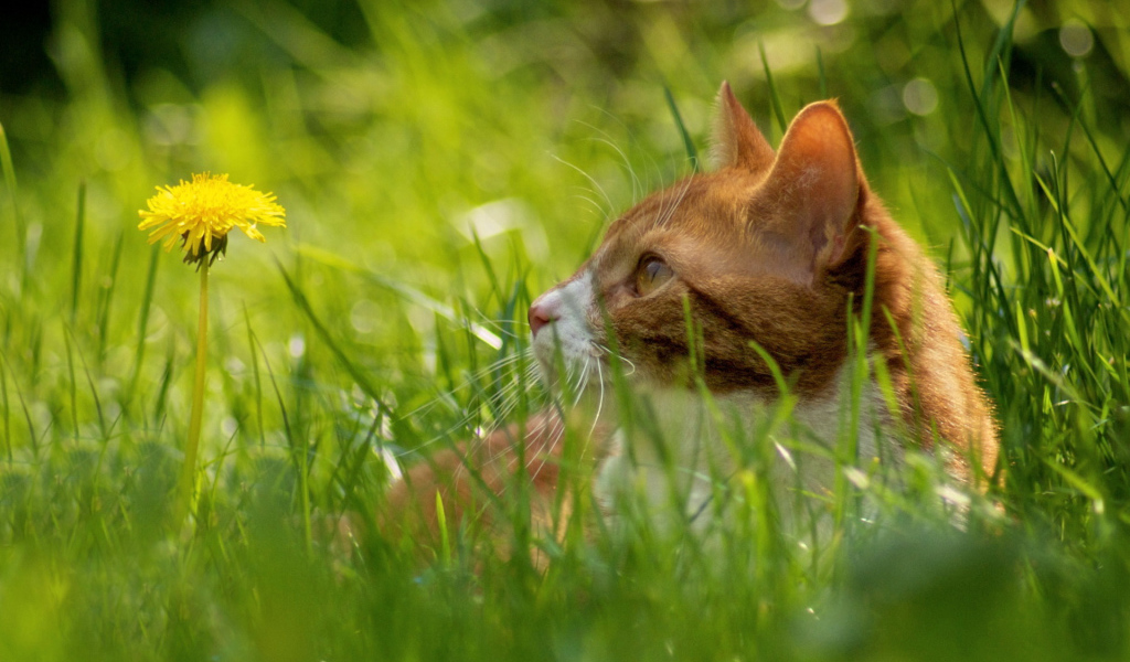 Рыжий кот в траве