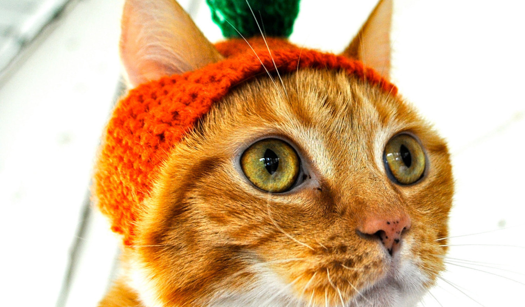 Рыжий кот в шапочке Морковка