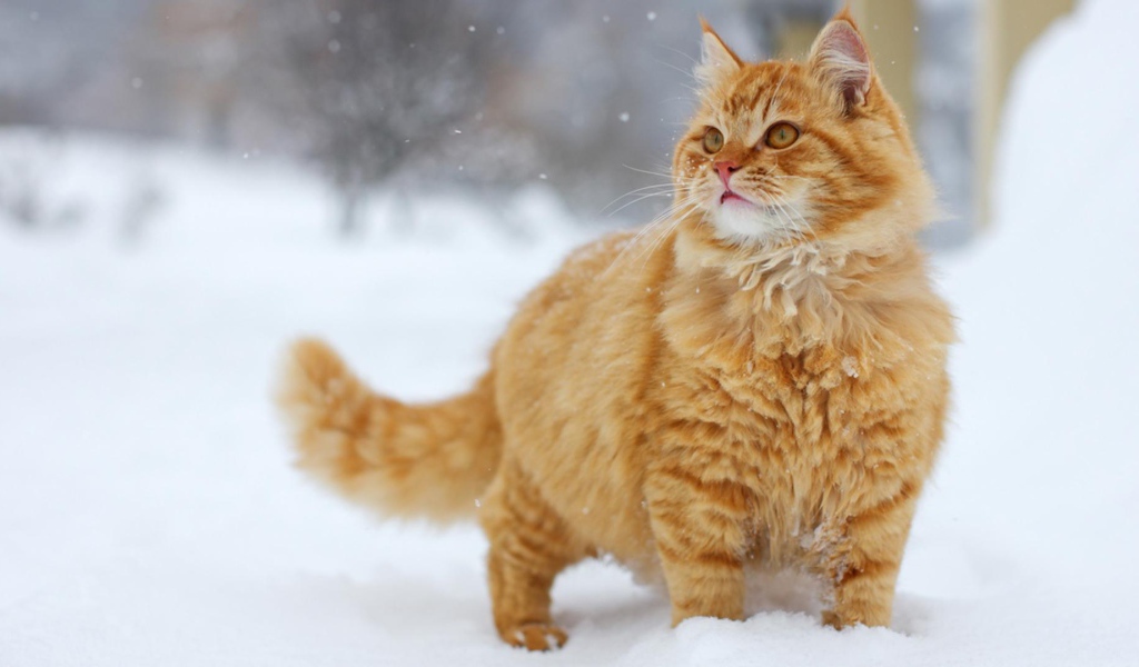 Рыжий кот на снегу