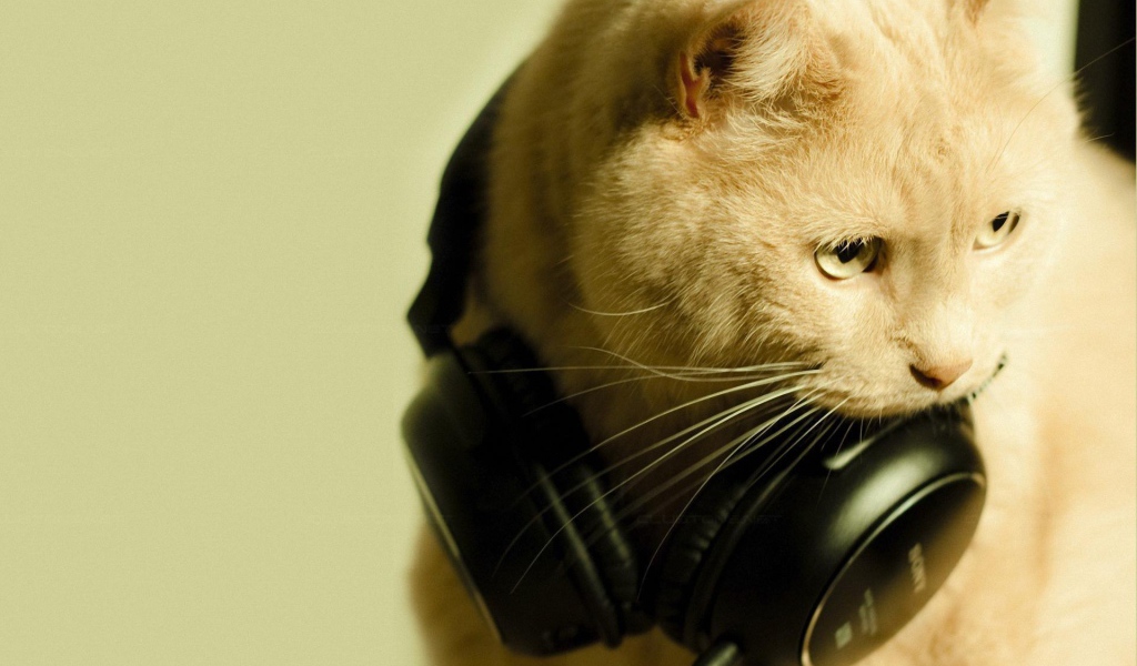 Рыжий кот меломан