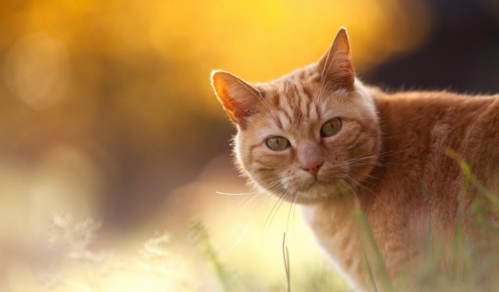 Рыжий кот на оранжевом фоне